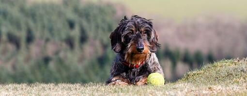 Large wire haired dog hotsell